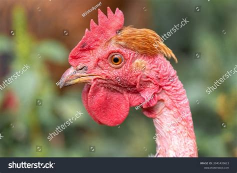 Orange Naked Bird Images Stock Photos Vectors Shutterstock