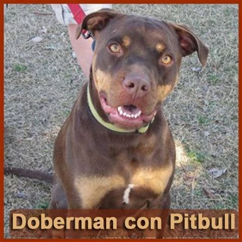 Descubriendo la Cruza de Pitbull con Doberman Características