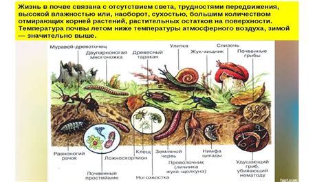 Почва особое природное тело online presentation