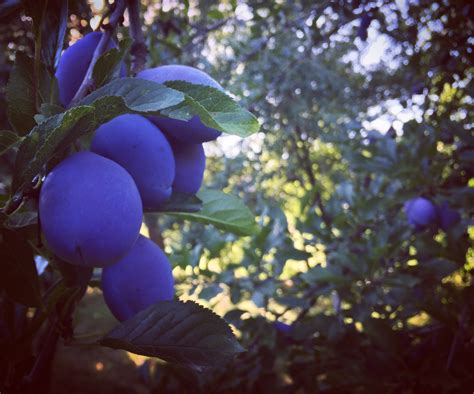 Free Images Tree Nature Branch Blossom Fruit Sunlight Leaf