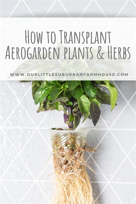 A Potted Plant With The Words How To Transplant Aero Garden Plants And