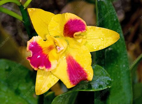 lycaste stock image  science photo library
