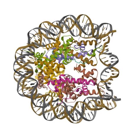 RCSB PDB 8Q3E High Resolution Structure Of Nucleosome Core With