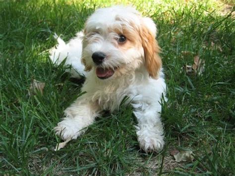 This guide explains how to groom your adult cavapoo 20