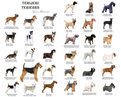 Chart Of Terriers Thank Dog Pinterest