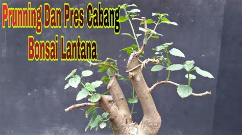 Prunning Dan Pangkas Cabang Bonsai Lantana Agar Daun Kecil Dan Rimbun