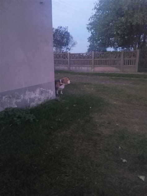 Beagle W Dobre R Ce Za Darmo Czyca Olx Pl