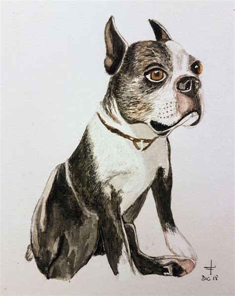 Boston Terrier Watercolor Terrier Boston Terrier Dogs