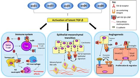 Contribution Of Integrin Mediated Tgfβ1 Activation Of Pro Tumour