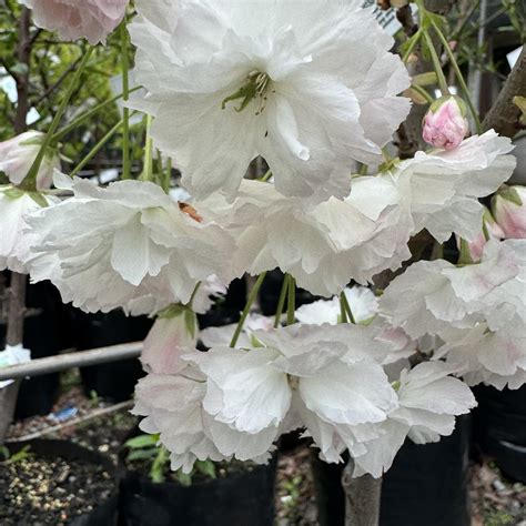 Prunus Shimidsu Sakura 1 8std Lushingtons