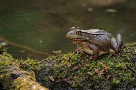 différence entre la grenouille et le crapaud - Observer