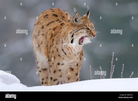 Eurasian lynx (Lynx lynx), male in late winter, Germany, Bavaria Stock ...