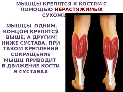 Скелет человека с мышцами и сухожилиями фото с описанием