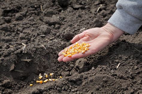 Agriculture Corn Sowing Stock Image Image Of Giving