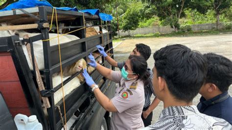 Jelang Idul Adha Balai Karantina Lampung Memperketat Pengawasan Hewan