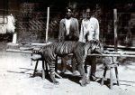 Javan Tiger Facts, Causes of Extinction, and Pictures