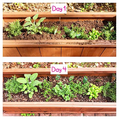 How To Start An Outdoor Herb Garden Beautiful Eats Things