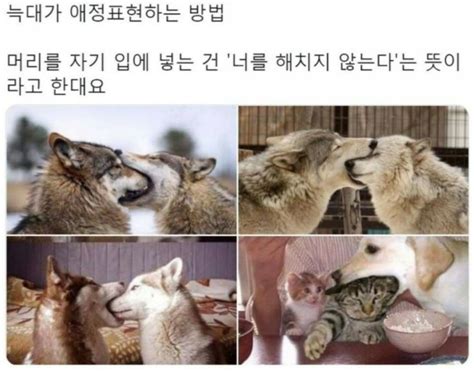 먹을까? 참아 내 안의 쟉은 늑대. gif | 유머 게시판