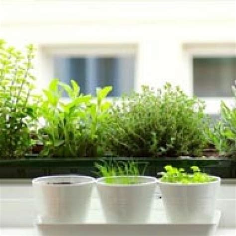 Зелень на подоконнике (72 фото) » НА ДАЧЕ ФОТО