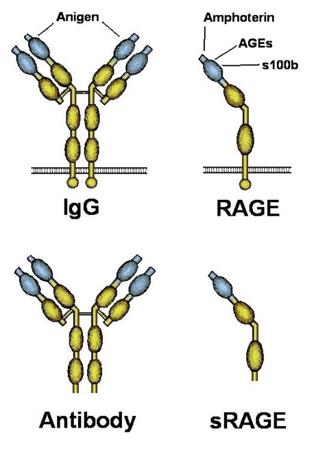 RAGE Receptor Alchetron The Free Social Encyclopedia