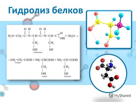 Презентация на тему: "Проект по химии на тему: «Белки». 02 Что такое ...