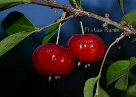 Fruta Parecida Com Pitanga - Fruta Parecida Com Pitanga - NAZAEDU