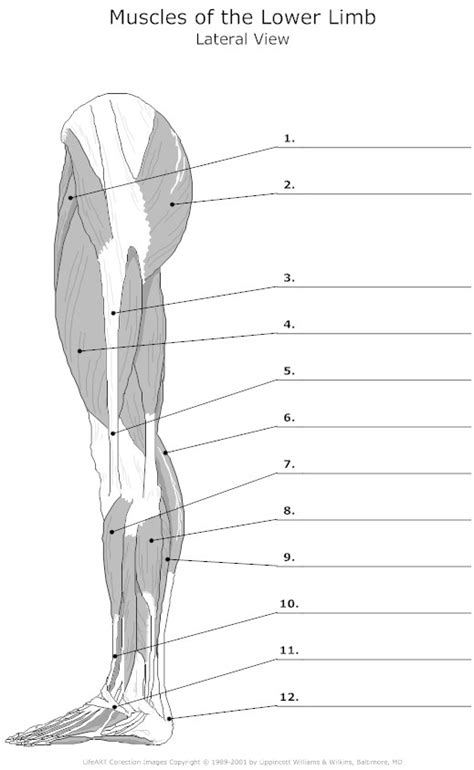 19 Leg Anatomy Worksheets Free Pdf At