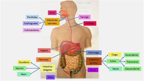 FISIOLOGÍA MÉDICA MELISSA GUADALUPE ROMERO OJEDA Generalidades del