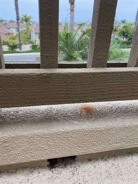 Understanding Termite Behavior - Sigma Pest Control