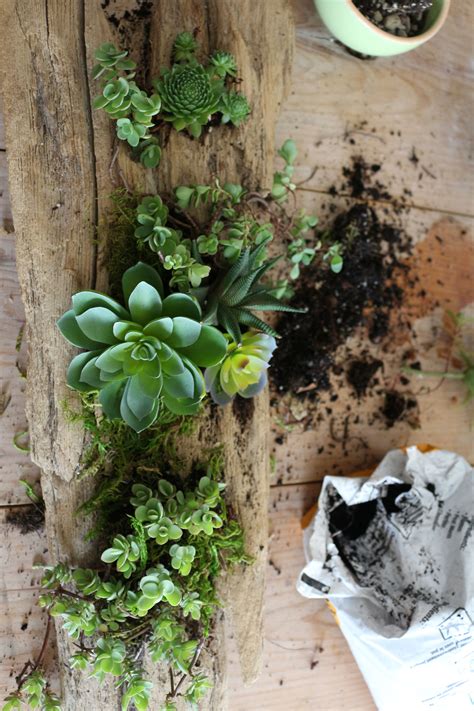 Diy Succulent Driftwood Planter Hunker Succulents Succulents Diy