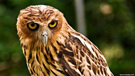 Farmer finds baby eagle-owl in Kidapawan City