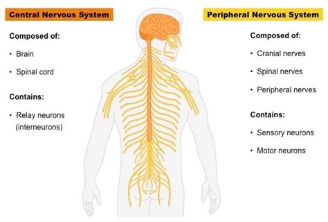 Central Nervous System And Peripheral Nervous System Diagram