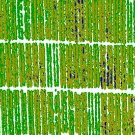 spatial distributions  cotton plant height  scientific diagram