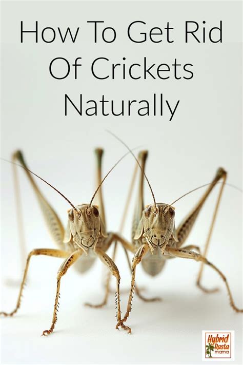 How To Get Rid Of Crickets Naturally In 2024 Getting Rid Of Crickets Natural Pest Control