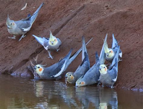 Richard Warings Birds Of Australia Love Central Australian Colours