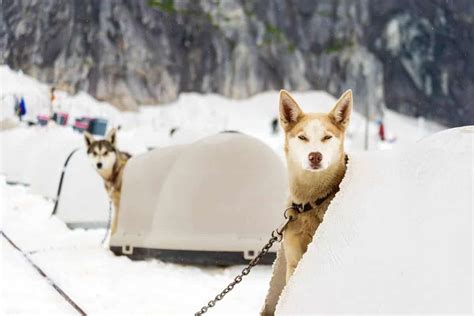 Complete Honest Petmate Igloo Dog House Review Pros And Cons