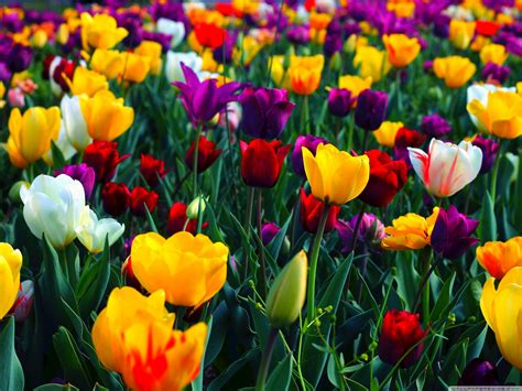 full hd flowers wallpapers wallpapersafari