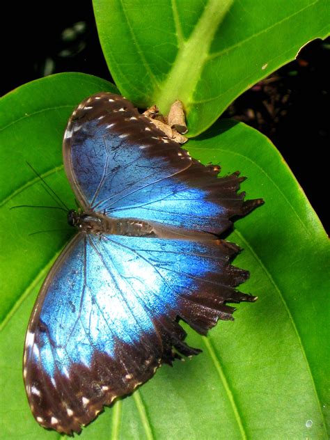 The Peleides Blue Morpho Butterfly | Green Hills Butterfly Ranch Belize