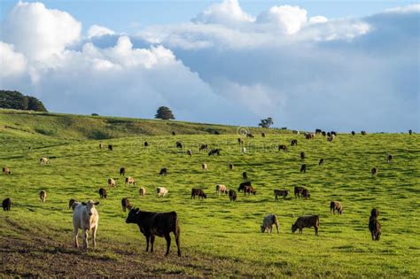 Australian Farming Landscape In Springtime With Angus And Murray Grey