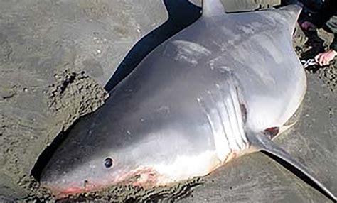 Welcome To Newsblunt Great White Shark Found Dead On Beach In… Utah