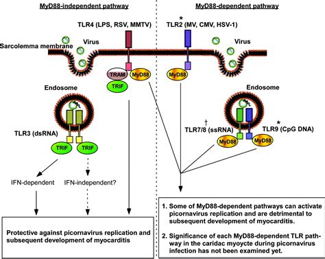 Viral Myocarditis Circulation