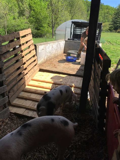 Raising Pigs For Beginners - Abundant Permaculture