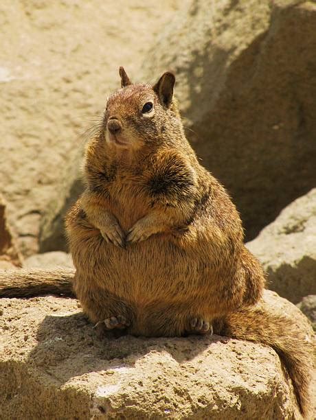 Facts You Did Not Know About Pregnant Squirrels Pestclue