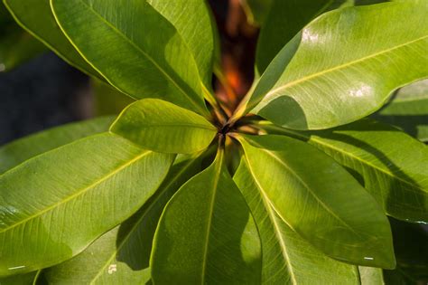 What are the best small evergreen trees? | Evergreen Trees Online