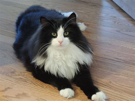 Сибирская Черно Белая Кошка Фото – Telegraph