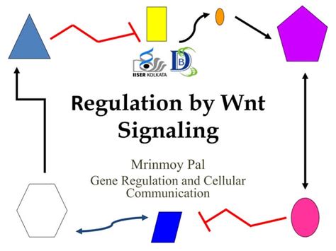 Regulation by Wnt Signaling | PPTX