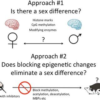 Two Approaches To Epigenetics Of Brain Sex Differences One Approach Is