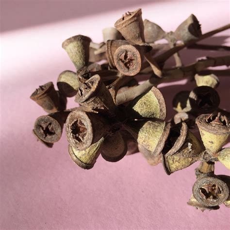 Buy Eucalyptus Seed Pod Branch Eucalyptus Seed Stem Dried Seed Pods