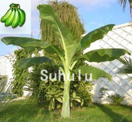 Tropical Dwarf Banana Tree Seeds 50 Pcs - BestSeedsOnline.com - Free ...