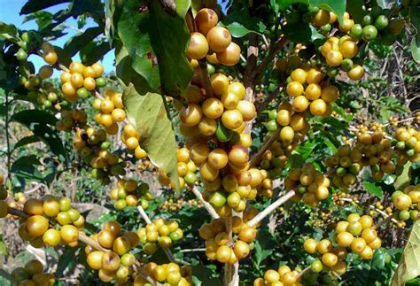 The Fascinating History And Renewal Of Brazil S Yellow Bourbondaily